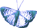 R's cosmicbutterfly